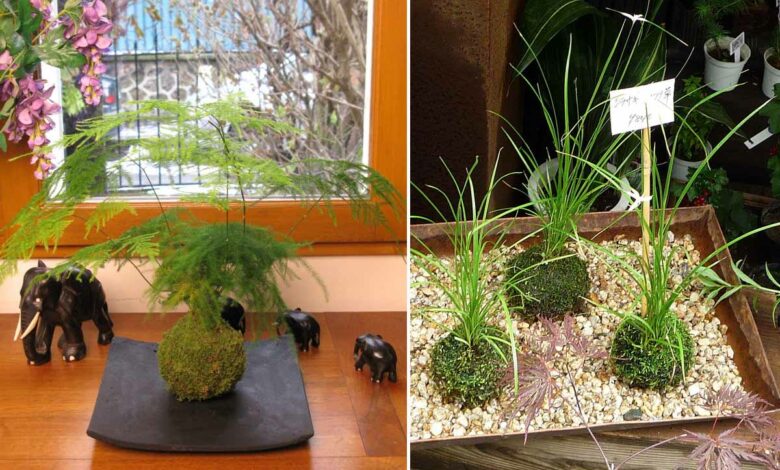Kokedama avec l'orchidée Habenaria radiata sur un lit de gravier et Kokedama d'Asparagus plumosus.