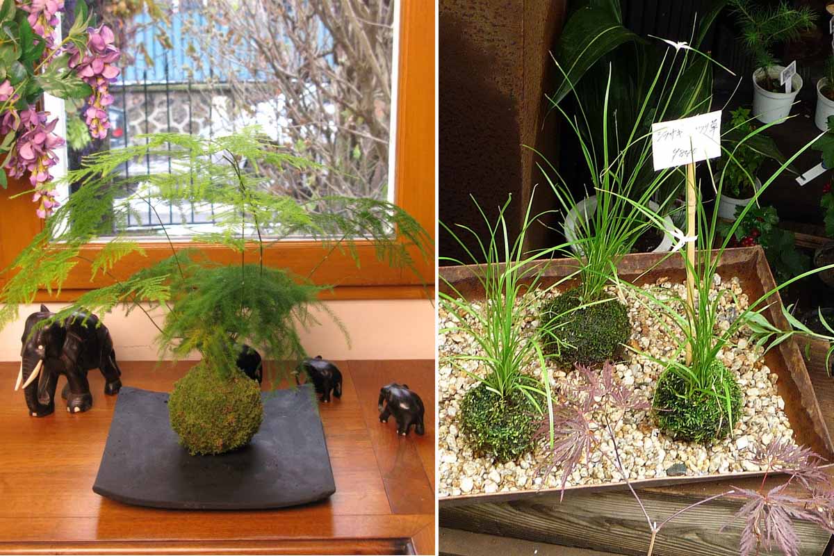 Kokedama avec l'orchidée Habenaria radiata sur un lit de gravier et Kokedama d'Asparagus plumosus.