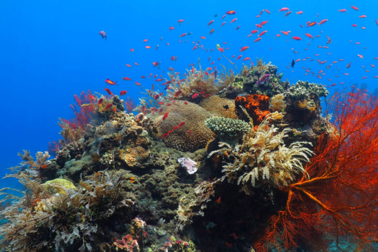 Les récifs coralliens, qui sont formés par l'assemblage de coraux, abritent environ 25% de la biodiversité marine de notre planète. Cependant, si des mesures urgentes ne sont pas prises pour faire face au changement climatique, à la pollution, à la surpêche et à d'autres menaces qui les guettent, ces magnifiques écosystèmes où la vie prospère pourraient malheureusement disparaître.