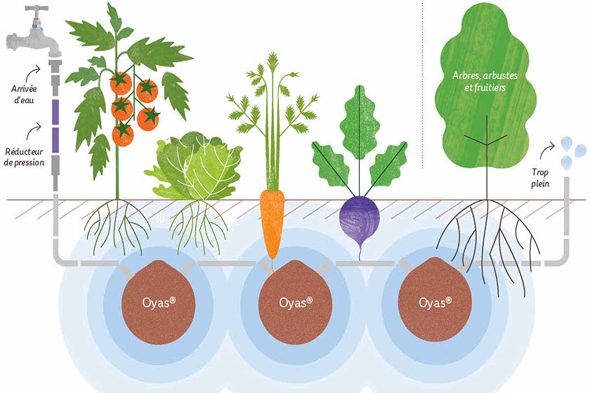 Pour économiser l'eau, la poterie artisanale Lutton fabrique des ollas en terre  cuite à planter et à enterrer - NeozOne