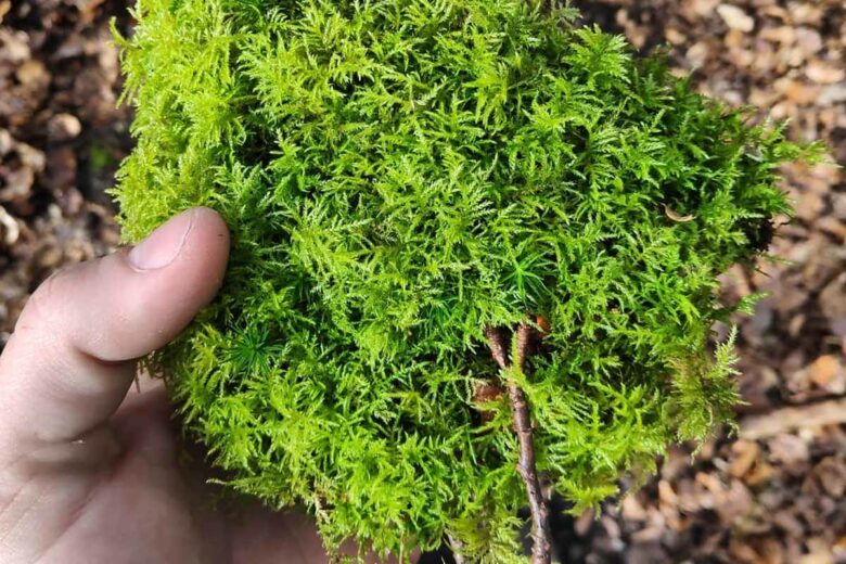 Dotée d’incroyables pouvoirs, la mousse végétale est très légère et ultra-résistante.