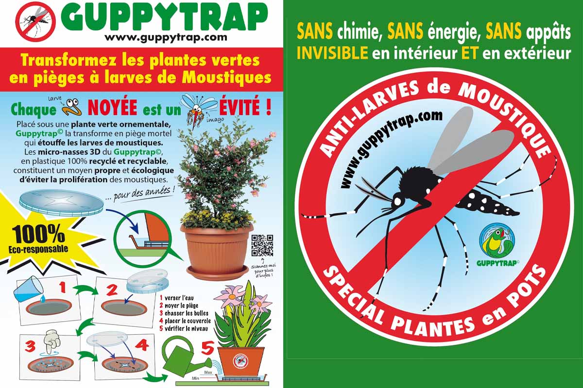 Guppytrap : l'invention qui transforme les pots de fleurs en piège