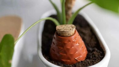Depuis des temps immémoriaux, voire des millénaires, les ollas ont été inventées pour optimiser l'irrigation en agriculture. Ces jarres enterrées agissent comme des dispositifs permettant de diffuser l'eau directement aux racines des plantes.