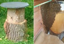 Des ruches écologiques en bois mort : l’invention révolutionnaire d’un apiculteur passionné