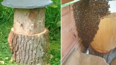 Des ruches écologiques en bois mort : l’invention révolutionnaire d’un apiculteur passionné