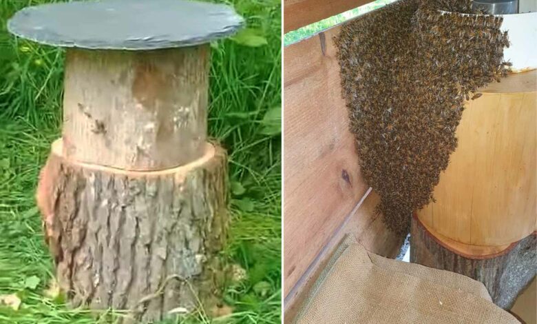 Des ruches écologiques en bois mort : l’invention révolutionnaire d’un apiculteur passionné