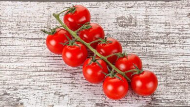 Les tomates cerises sont une variété de tomates cultivées pour leurs fruits de petite taille, souvent consommés comme des légumes. Elles sont généralement considérées comme des hybrides résultant du croisement entre le Solanum pimpinellifolium L. et la tomate cultivée, issue de l'espèce Solanum lycopersicum. Ces petites tomates offrent une saveur délicieuse et sont appréciées pour leur taille pratique et leur polyvalence culinaire.