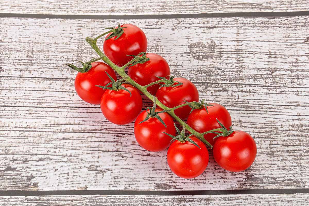 Les tomates cerises sont une variété de tomates cultivées pour leurs fruits de petite taille, souvent consommés comme des légumes. Elles sont généralement considérées comme des hybrides résultant du croisement entre le Solanum pimpinellifolium L. et la tomate cultivée, issue de l'espèce Solanum lycopersicum. Ces petites tomates offrent une saveur délicieuse et sont appréciées pour leur taille pratique et leur polyvalence culinaire.