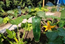 Des oyats à planter Bio-Green avec des bouteilles en plastique recyclées.