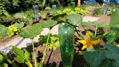 Des oyats à planter Bio-Green avec des bouteilles en plastique recyclées.