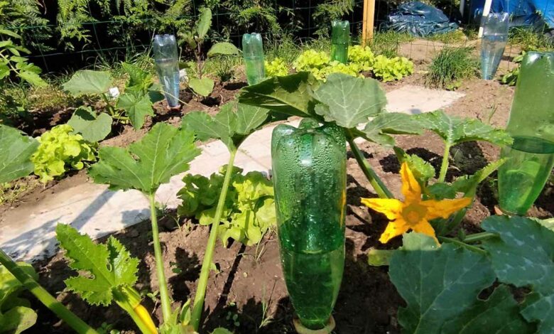 Des oyats à planter Bio-Green avec des bouteilles en plastique recyclées.