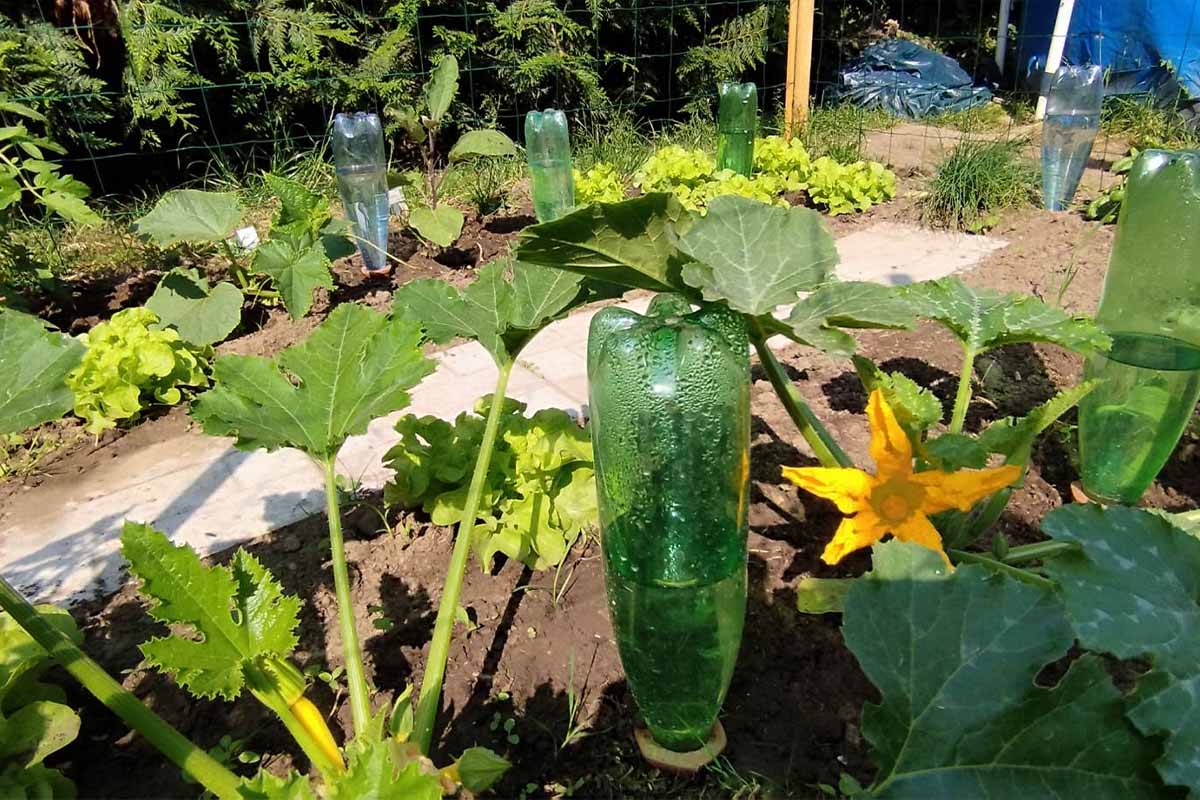 Des oyats à planter Bio-Green avec des bouteilles en plastique recyclées.