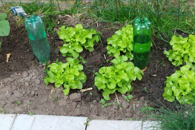 Un jardin potager économe en eau, luxuriant et abondant