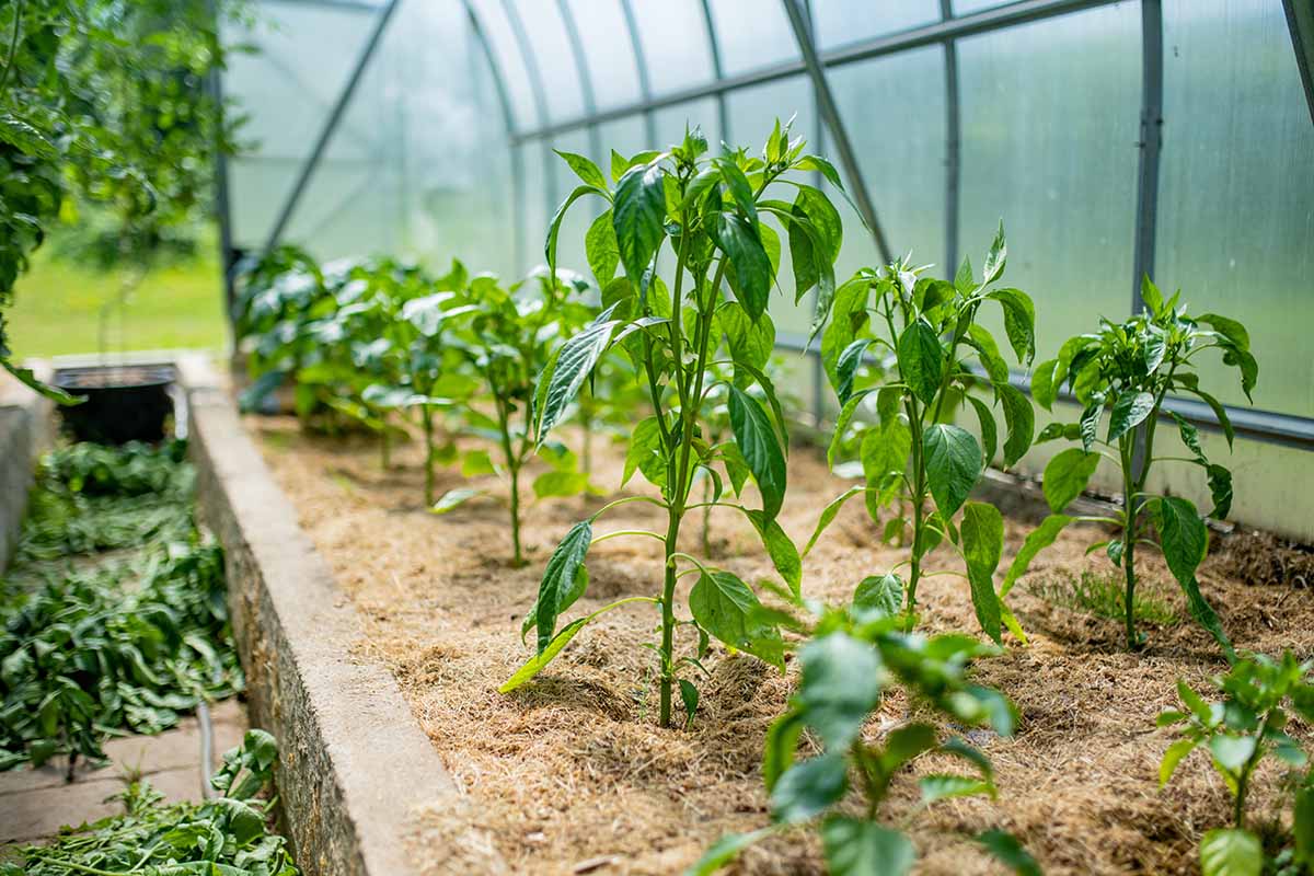 Jardinage : le potager permet de réaliser des économies