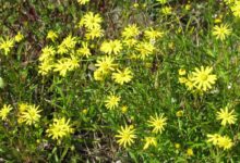 Senecio madagascariensis (Fireweed) est une mauvaise herbe environnementale en Australie, poussant dans les friches, les prairies et la brousse.