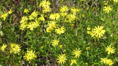 Senecio madagascariensis (Fireweed) est une mauvaise herbe environnementale en Australie, poussant dans les friches, les prairies et la brousse.