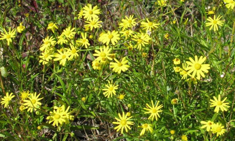 Senecio madagascariensis (Fireweed) est une mauvaise herbe environnementale en Australie, poussant dans les friches, les prairies et la brousse.