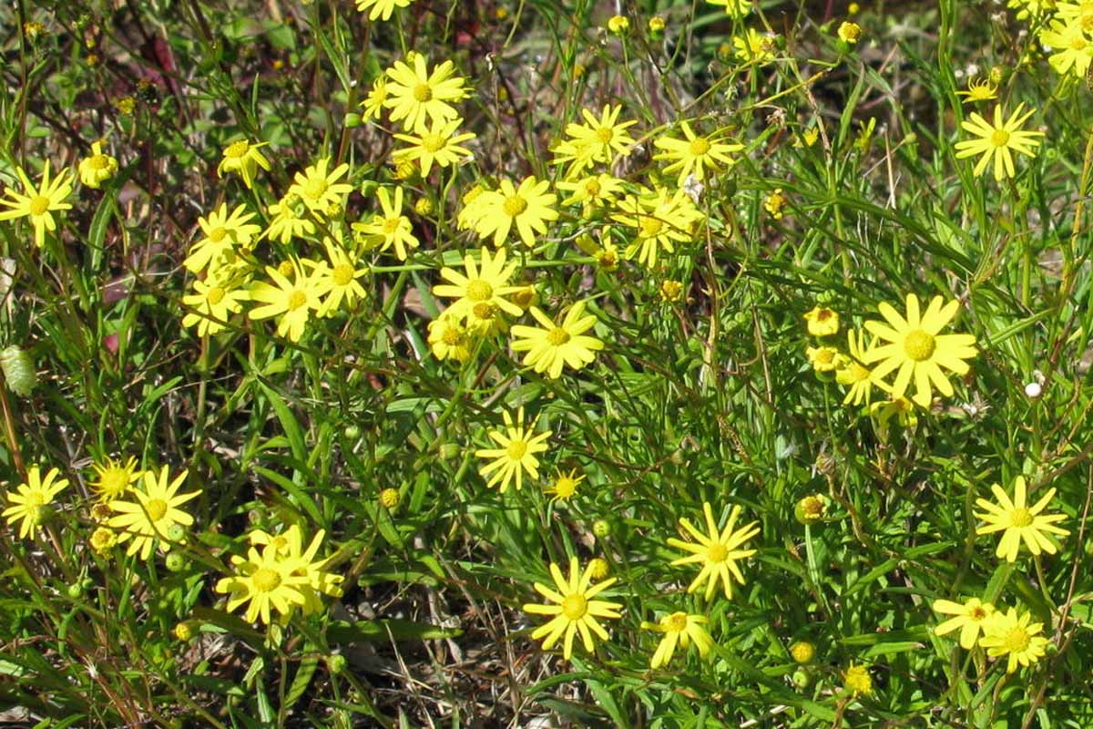 Senecio madagascariensis (Fireweed) est une mauvaise herbe environnementale en Australie, poussant dans les friches, les prairies et la brousse.