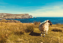 Au large de la côte irlandaise se trouvent près de 30 îles qui sont régulièrement isolées par la marée. Ces îles ne sont pas reliées au continent par un pont ou une chaussée et abritent une population permanente tout au long de l'année. De plus, elles ne sont pas la propriété de particuliers, mais sont publiques.