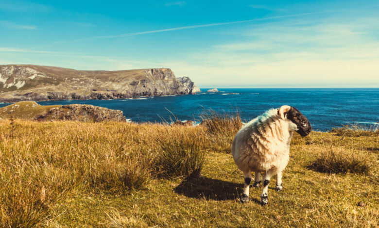 Au large de la côte irlandaise se trouvent près de 30 îles qui sont régulièrement isolées par la marée. Ces îles ne sont pas reliées au continent par un pont ou une chaussée et abritent une population permanente tout au long de l'année. De plus, elles ne sont pas la propriété de particuliers, mais sont publiques.