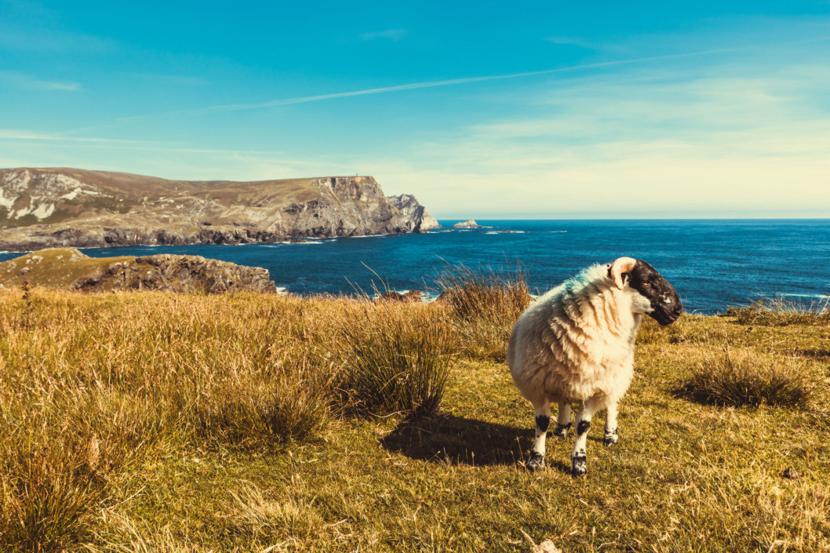 Au large de la côte irlandaise se trouvent près de 30 îles qui sont régulièrement isolées par la marée. Ces îles ne sont pas reliées au continent par un pont ou une chaussée et abritent une population permanente tout au long de l'année. De plus, elles ne sont pas la propriété de particuliers, mais sont publiques.