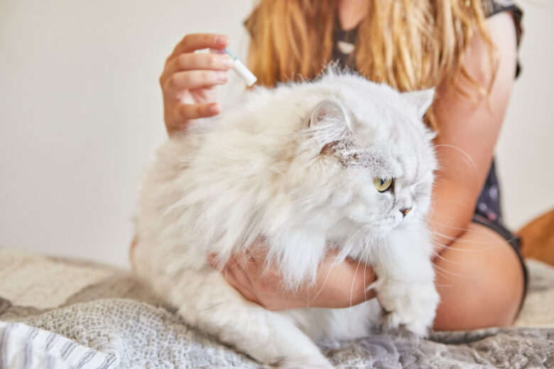 Pourquoi choisir une pipette anti-puces pour chat ?