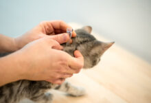 Pourquoi choisir une pipette anti-puces pour chat ?