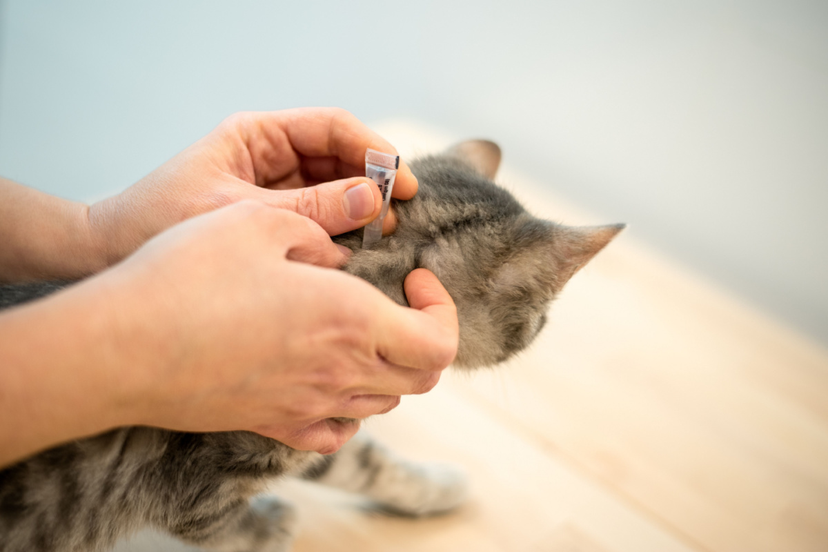 Pourquoi choisir une pipette anti-puces pour chat ?