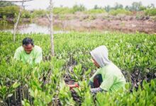 Qu’est-ce que la mangrove et quel est son rôle dans la reforestation ?
