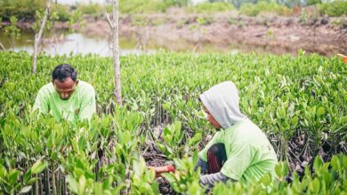 Qu’est-ce que la mangrove et quel est son rôle dans la reforestation ?