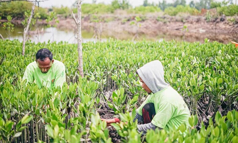 Qu’est-ce que la mangrove et quel est son rôle dans la reforestation ?
