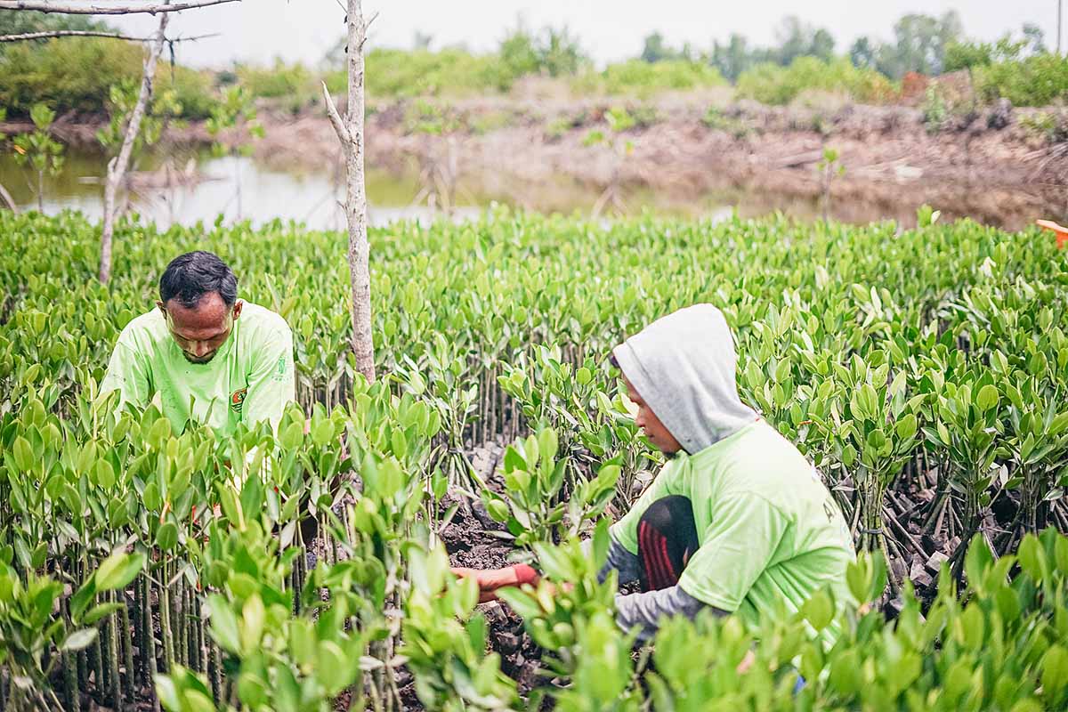 Qu’est-ce que la mangrove et quel est son rôle dans la reforestation ?