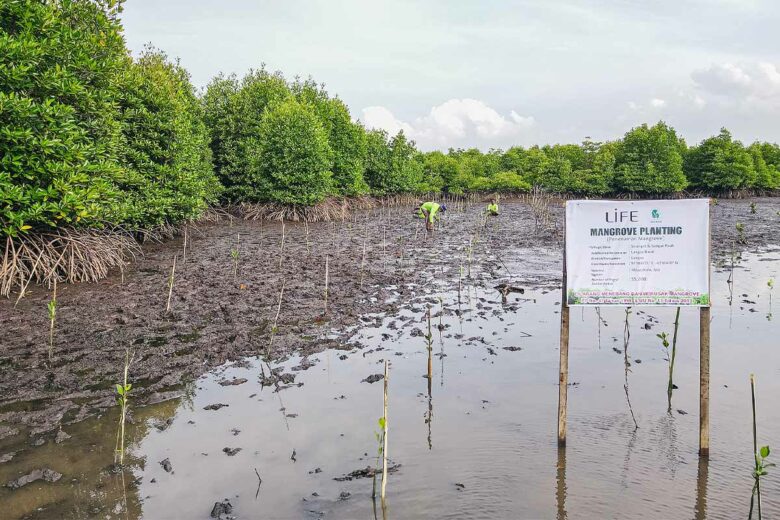 Qu’est-ce que la mangrove et quel est son rôle dans la reforestation ?