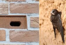 Offrir des logements aux martinets grâce à des briques-nichoirs encastrées dans les façades des bâtiments.
