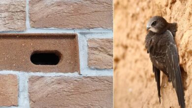 Offrir des logements aux martinets grâce à des briques-nichoirs encastrées dans les façades des bâtiments.