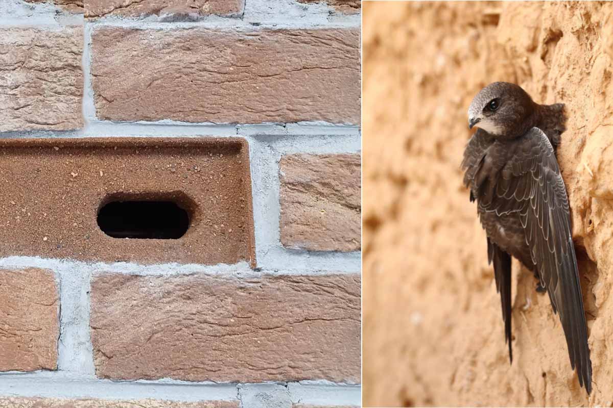 Offrir des logements aux martinets grâce à des briques-nichoirs encastrées dans les façades des bâtiments.