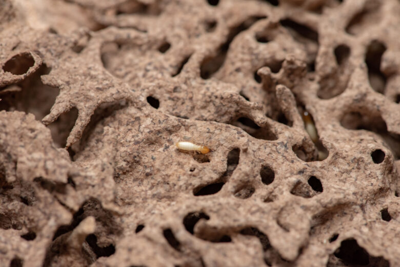 L'intérieur d'une termitière.