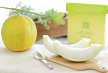 Des agriculteurs d’Hokkaido ont inventé un fruit hybride, le melon citron