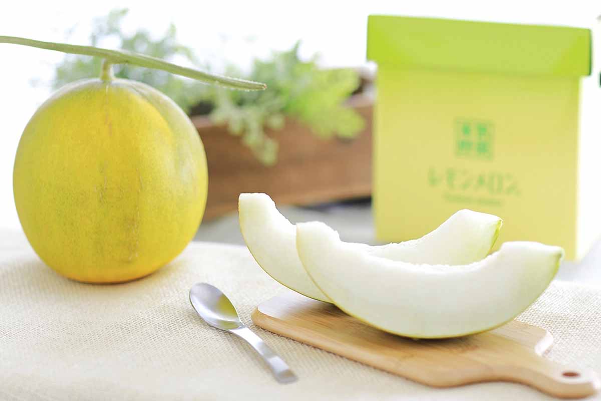 Des agriculteurs d’Hokkaido ont inventé un fruit hybride, le melon citron