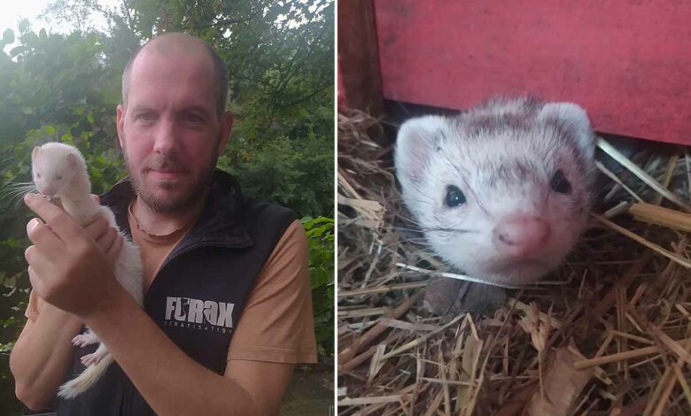 Jérôme Guillemin et « Nadia », son furet préféré.