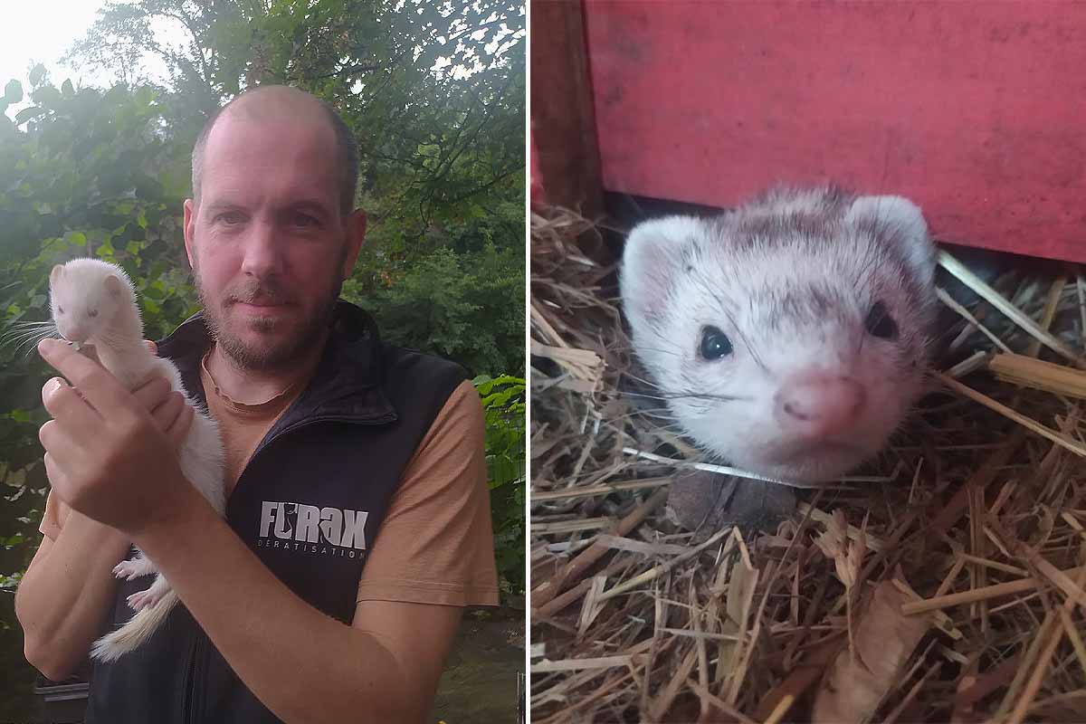 Jérôme Guillemin et « Nadia », son furet préféré.