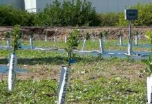 L'invention d'un système d'irrigation durable pour réduire la consommation d'eau, d'énergie et d'engrais jusqu'à 50 %.
