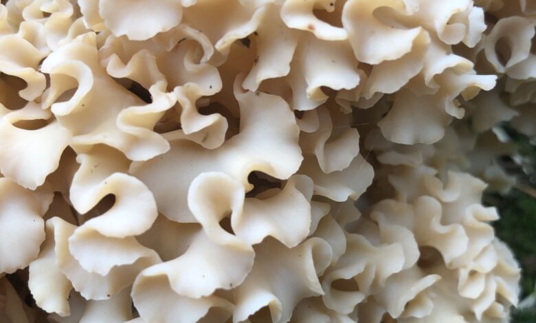 Un matériau de construction à base de champignon.