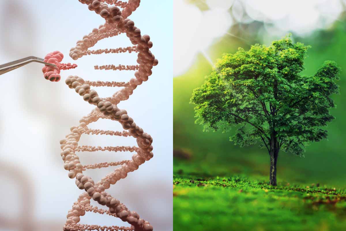 Manipuler les génomes des arbres pour fabriquer du papier durable.