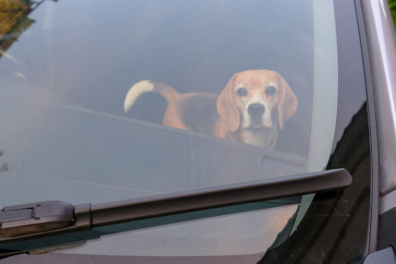 A-t-on le droit de briser une vitre si un enfant, ou un chien est laissé dans une voiture ?