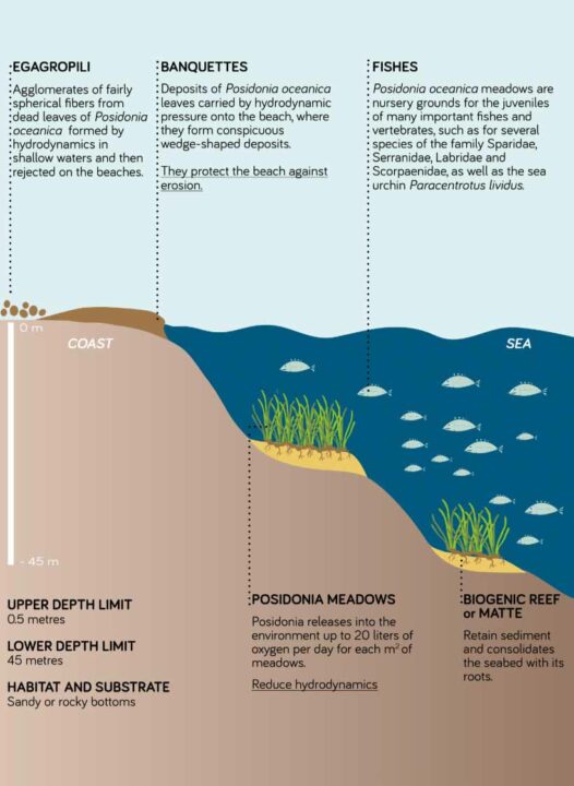 La technique de plantation des boutures consiste à utiliser des plantes de Posidonia oceanica ancrées au fond naturel (matte morte) à l'aide de petits piquets qui sont retirés après la formation de nouvelles racines.