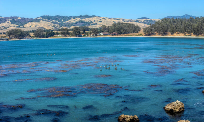 L’invention d’un système innovant de dessalement de l’eau de mer fonctionnant à l’énergie solaire