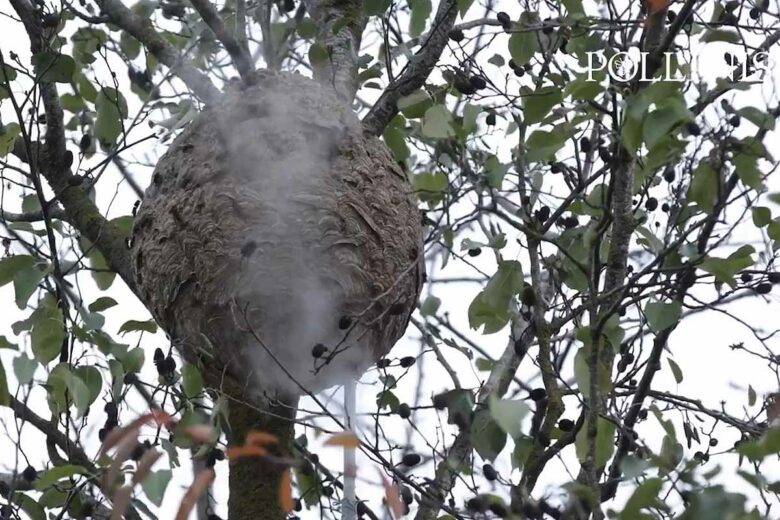 De la vapeur d'eau est injectée directement dans le nid.