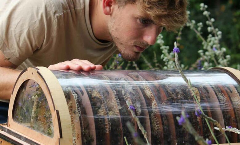 Une fenêtre sur le monde des abeilles.