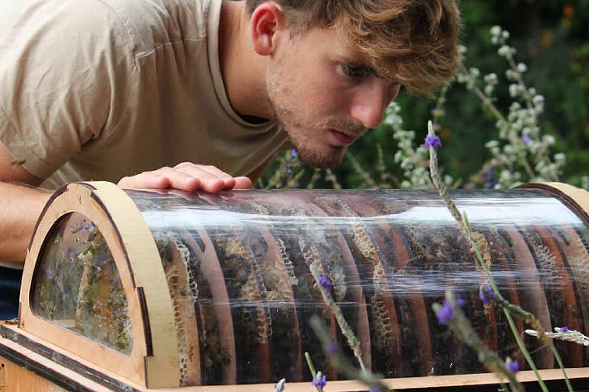 Une fenêtre sur le monde des abeilles.